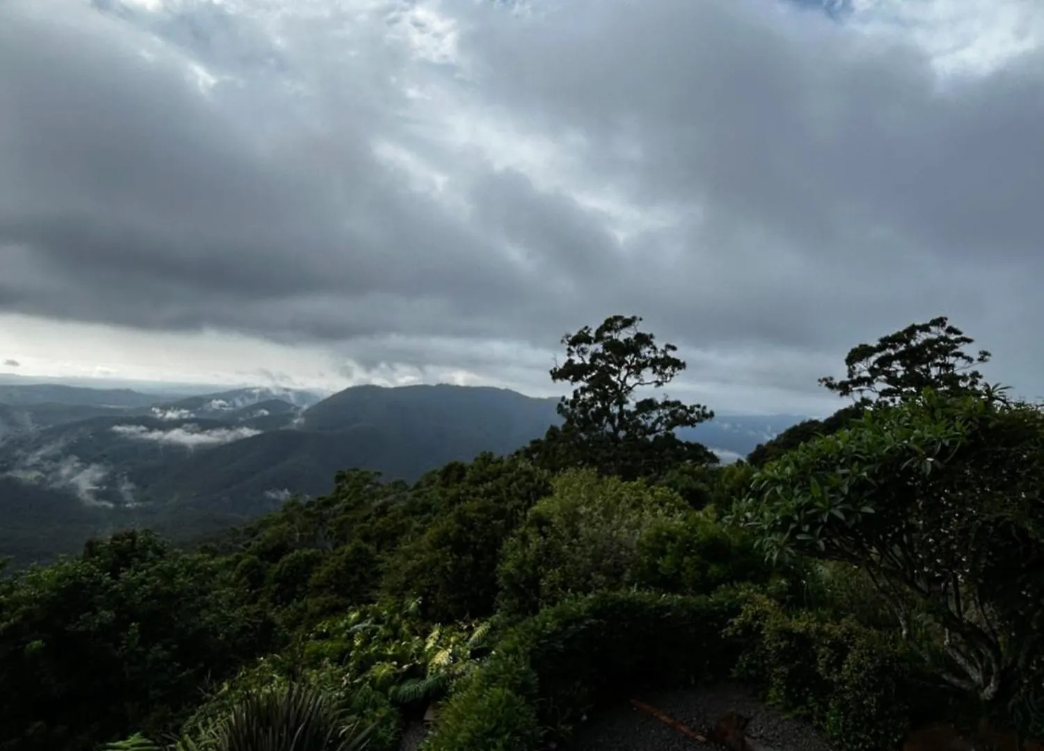 Green Cauldron, Homestay, Tamborine Mountain, Private Room, Ensuite, Private Courtyard, Gold Coast Views